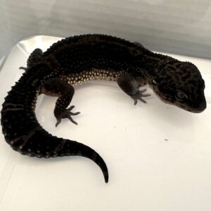 Gecko Leopardo Black Night Macho