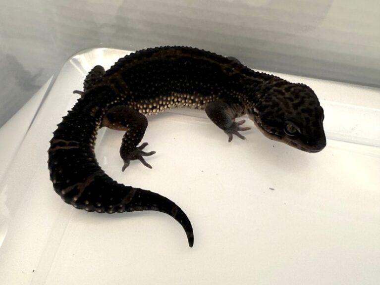 Gecko Leopardo Black Night Macho