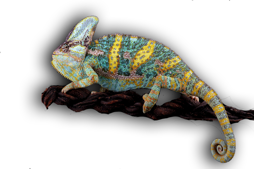 Camaleon-Velo