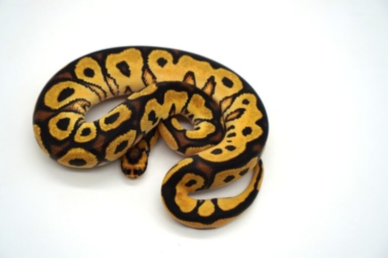 Hembra Clown Orenge Dream het Desert Ghost