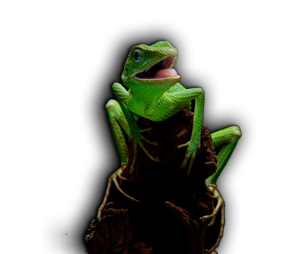 IguanaVerdeRepticonecta