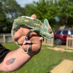 Camaleon Velo Hembra Piebald