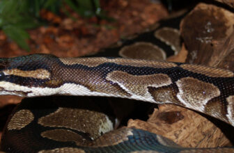 Cómo Eliminar Ácaros en Pitones Bola (Python regius): Guía Completa para Criadores y Reptileros