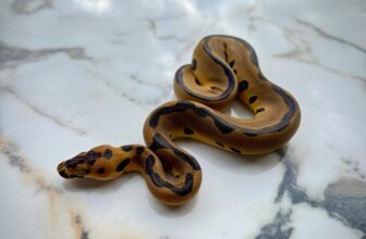 Entre genes y sombras: los secretos ocultos de la pitón bola