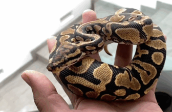 Spotnose Yellow Belly DH Clown Desert Ghost