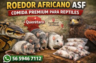 Roedor Africano (ASF) en Querétaro y Bajío: entrevista con ASF Express | Repticonecta