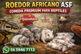 Roedor Africano (ASF) en Querétaro y Bajío: entrevista con ASF Express | Repticonecta